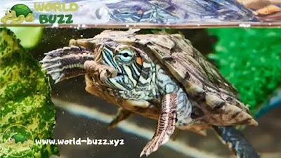 Feeding Aquatic Turtles: What Do Aquatic Turtles Eat?