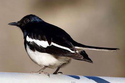 Oriental Magpie-Robin