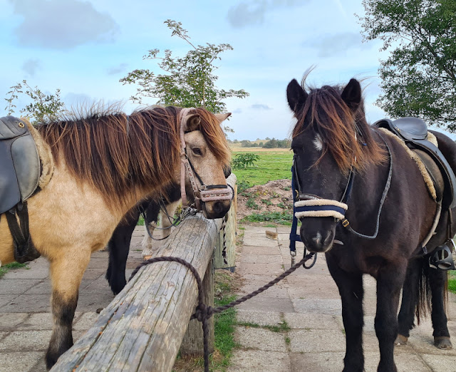 Skagen mit Kindern: Ausflüge und Aktivitäten für Familien, Teil 2. Wir waren im Urlaub auf einem Reiterhof, der schöne Ausritte auf zuverlässigen Pferden angeboten hat und hatten gemeinsam sehr viel Spaß beim Reiten!