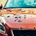 Τελικά οι κουτσουλιές των πουλιών καταστρέφουν το χρώμα των αυτοκινήτων μας;