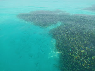 View of " Coral Bed" on the sea floor viewed from " Glass Bottom Boat ".