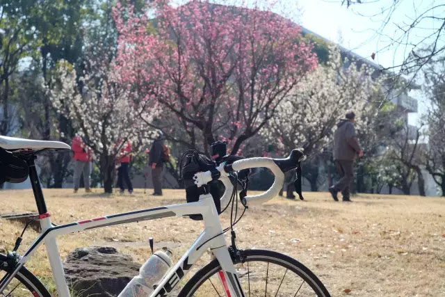 自転車と梅の木