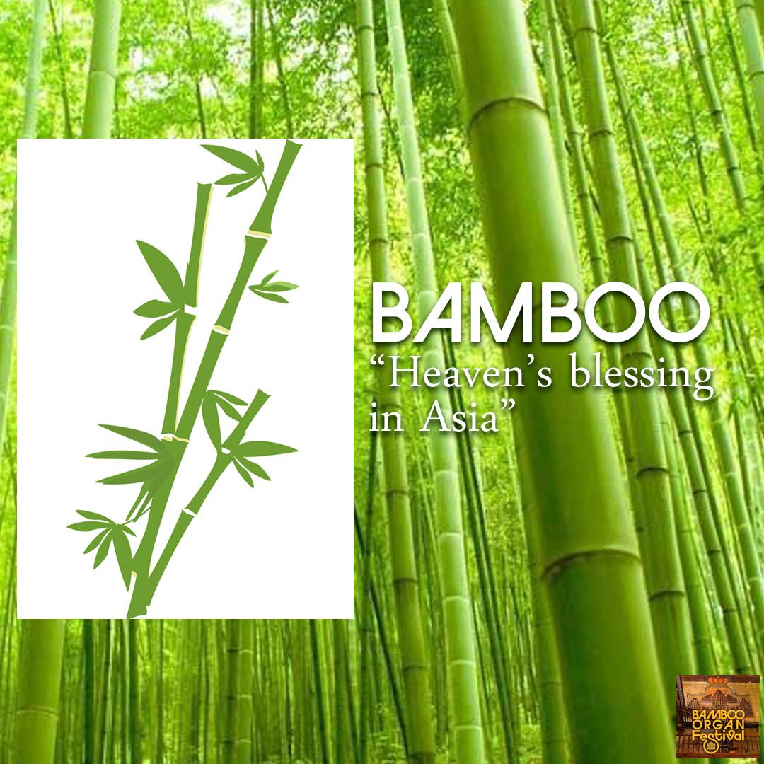 THE BAMBOO PLANT