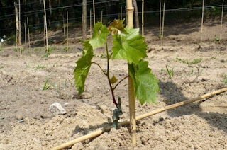 how to grow grapes at home