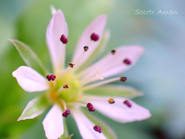 Pseudostellaria palibiniana