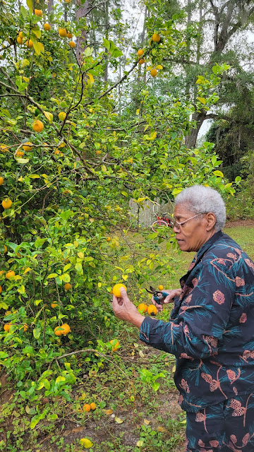 Growing lemons in Florida