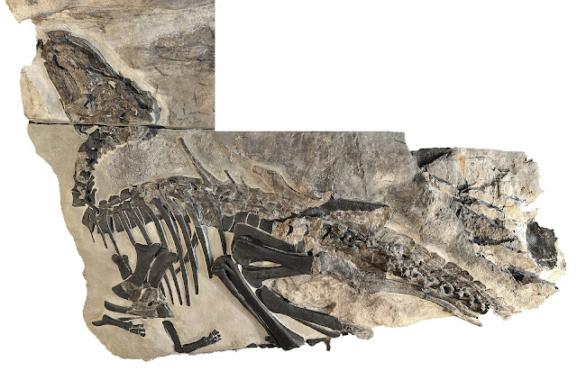 Ο σκελετός του«Μπρούνο», ενός ενήλικου δεινοσαύρου Tethyshadros insularis που περιγράφεται στη νέα δημοσίευση.