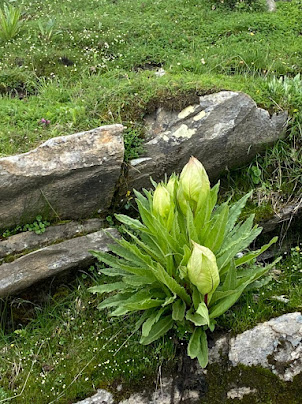 In the " Valley of Flowers "