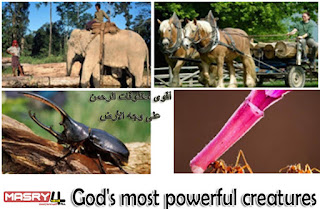 God's most powerful creatures أقوى مخلوقات الله على وجه الأرض