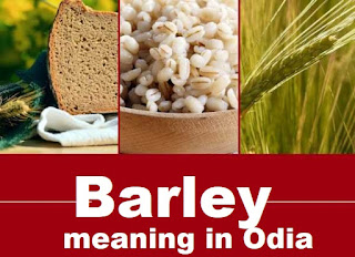 barley meaning in odia