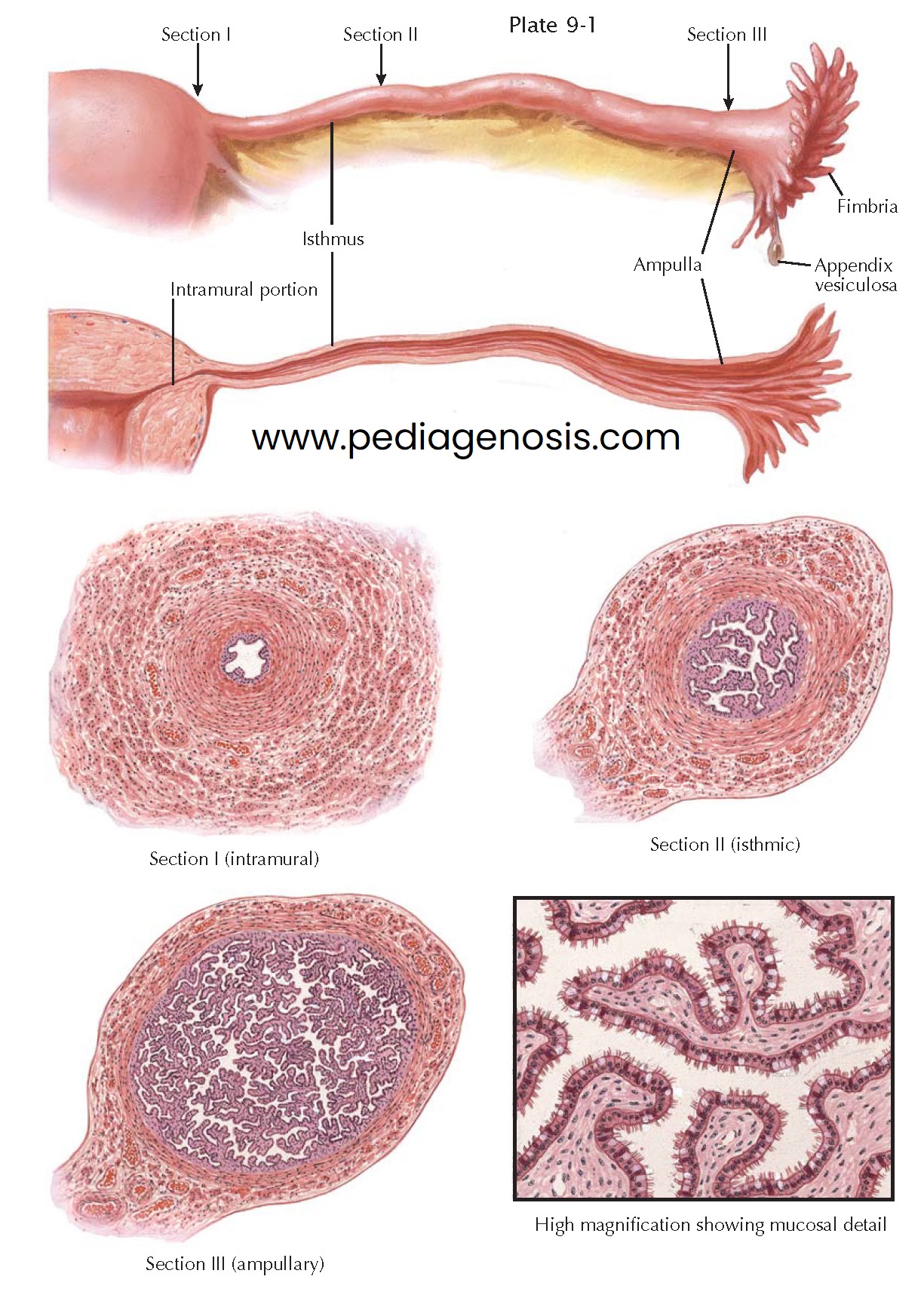 FALLOPIAN TUBES