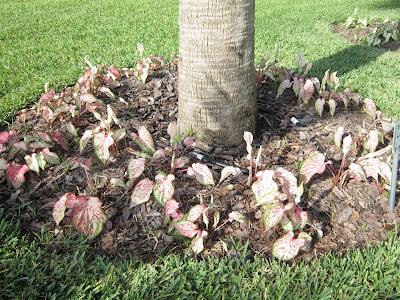 Caladium Candyland care