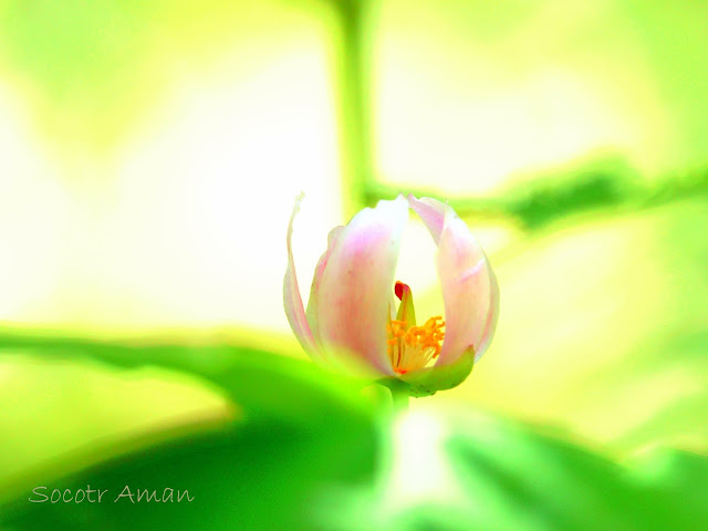 Paeonia obovata