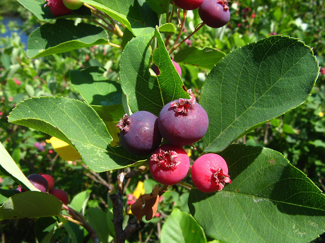 Ирга канадская (Amelanchier canadensis)