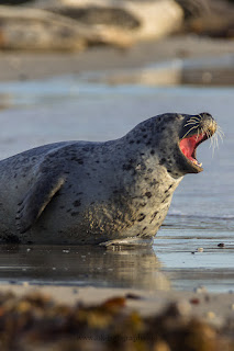 Wildlifefotografie Helgoland Düne Robben Kegelrobbe