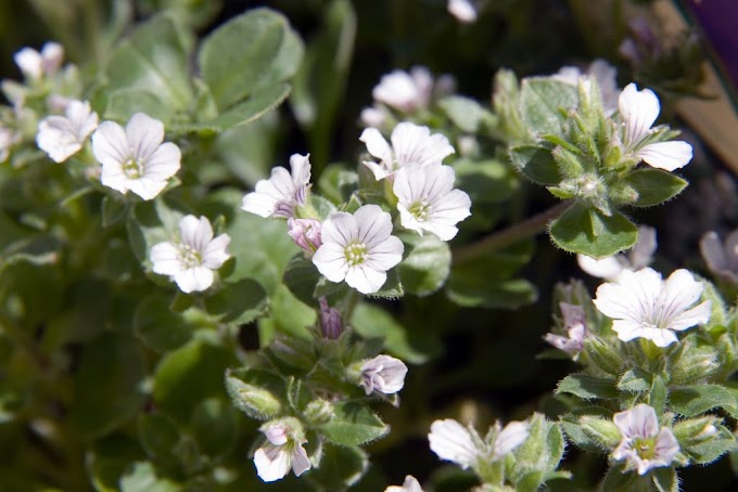 Cviječe Gypsophila (Bebin dah)