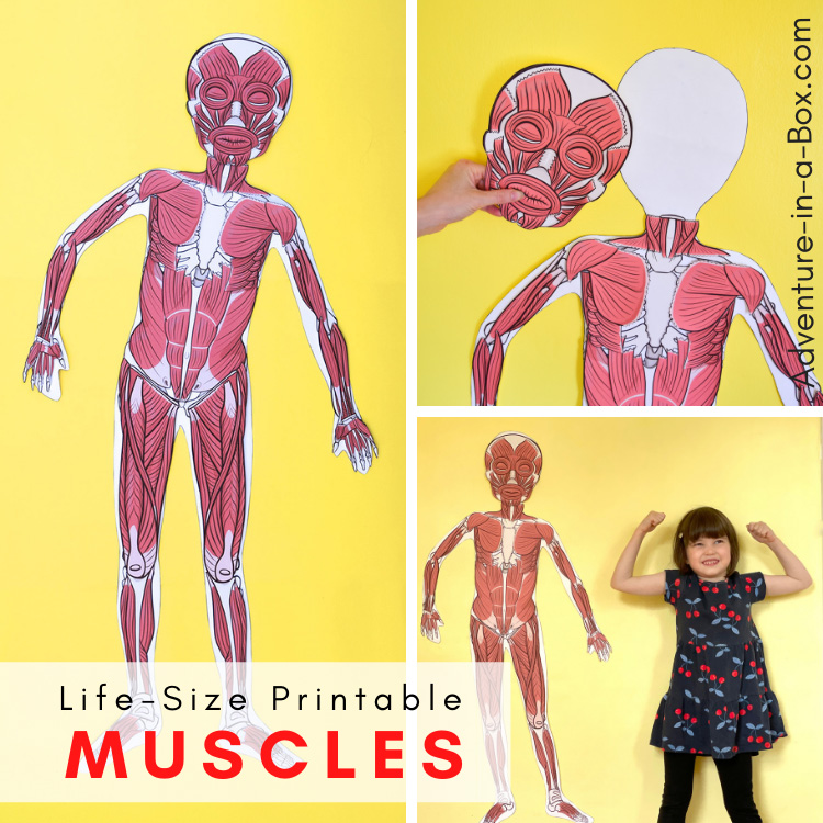 Life-size printable muscular system