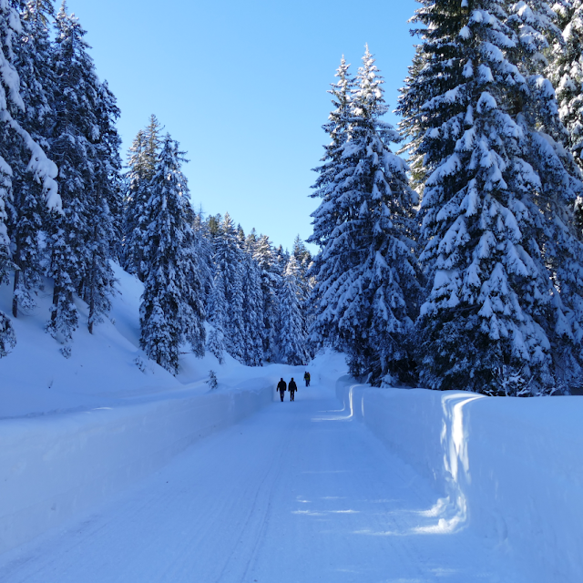 seefeld escursioni invernali ciaspole