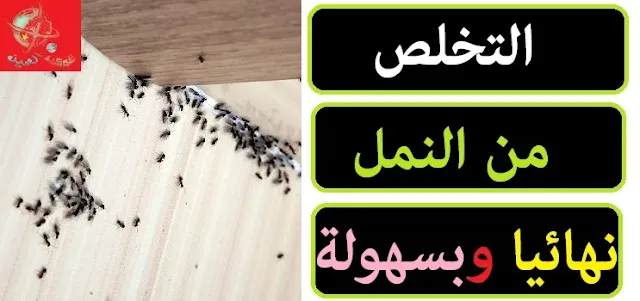 "التخلص من النمل للأبد" "التخلص من النمل بسرعة" "طريقة التخلص من النمل" "طرق التخلص من النمل" "التخلص من النمل بدون مبيدات" "التخلص من النمل طبيعي" "التخلص من النمل بالخل" "التخلص من النمل بالملح" "كيف يتم التخلص من النمل" "التخلص من النمل في المطبخ"