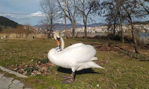 Στην λίμνη των Ιωαννίνων μεταφέρεται ο κύκνος της Καστοριάς που πριν λίγες μέρες έχασε το ταίρι του και παρέμεινε έξω από το κέντρο περίθαλψης της περιοχής.