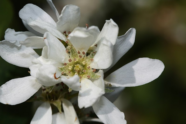 Ирга ольхолистная (Amelanchier alnifolia)