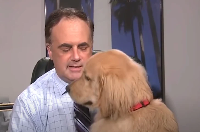 Golden Retriever Steals the Show During Live Weather Report
