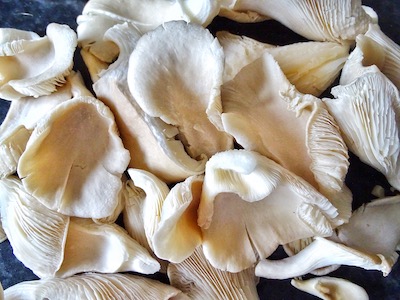 How Oyster Mushrooms keep your Heart healthy? | Biobritte mushrooms | Biobritte mushroom supplier 