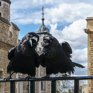 https://commons.wikimedia.org/wiki/File:Jubilee_and_Munin,_Ravens,_Tower_of_London_2016-04-30.jpg