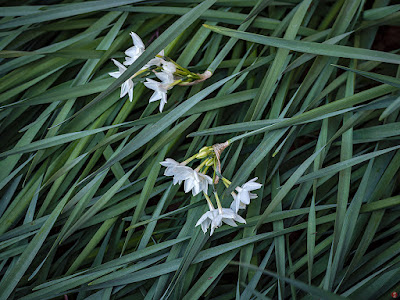 Suisen (narcissus) flowers: Jochi-ji