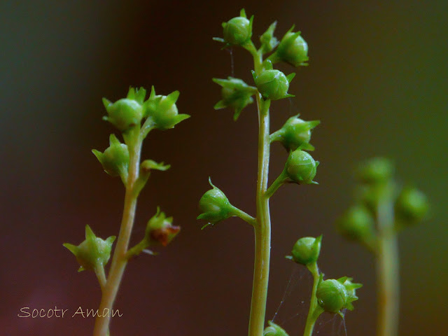 Pyrola japonica