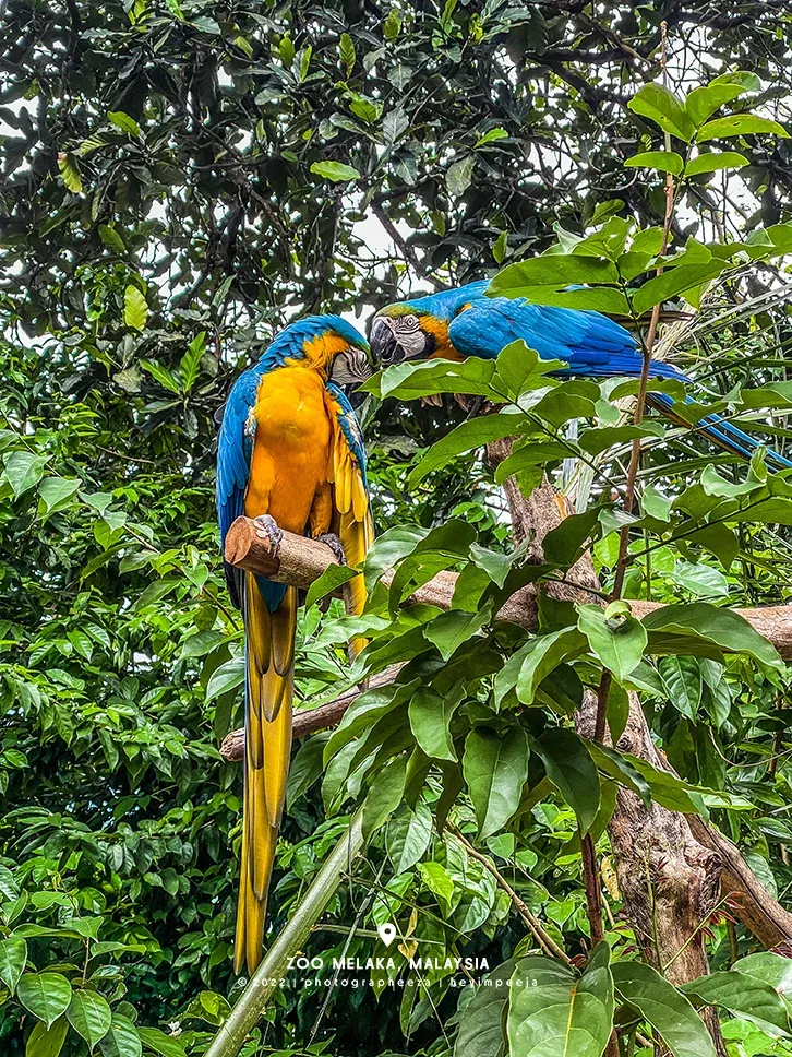 burung kakak tua macaw biru dan kuning