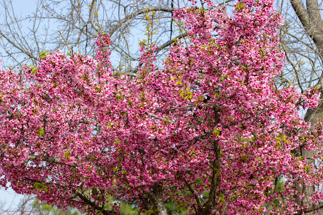 Вишня колокольчатая (Prunus campanulata, =Cerasus campanulata)