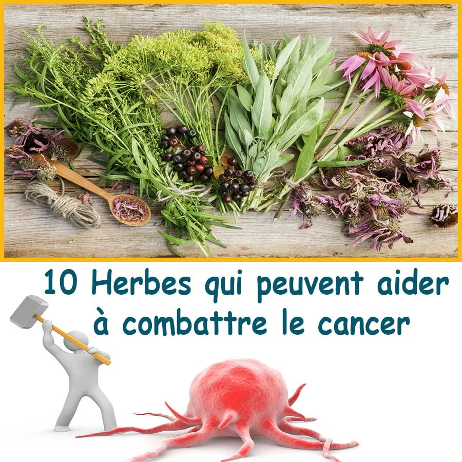 10 Herbes qui peuvent aider à combattre le cancer