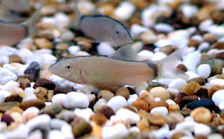 Yusuhikotakia Morleti (Skunk Loach)