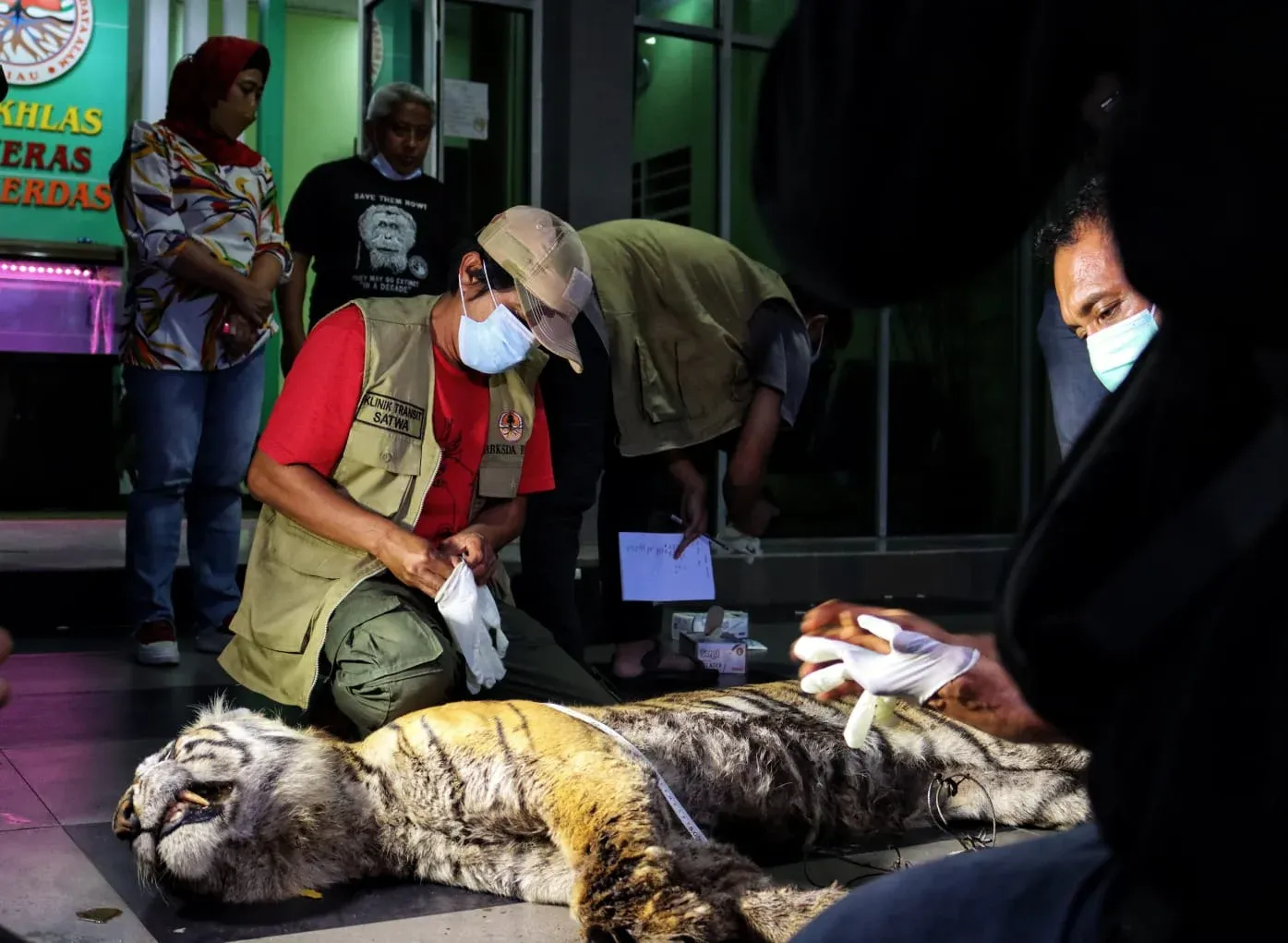 examining sumatran tiger corpse