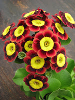 'auricula Ted Roberts' аурикула ушковая примула альпийские аурикулы