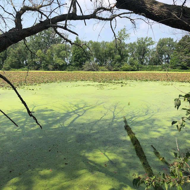 Wetlands of Magee Marsh enchant.