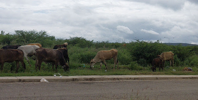 ALTOS COSTOS DE PRODUCCIÓN GENERA PROLIFERACIÓN DE ANIMALES EN ZONAS BALDÍAS DE CARORA