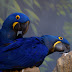 Curiosidade sobre a Arara azul