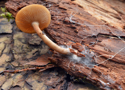 Parts Of Mushroom