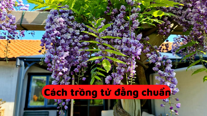 Hướng dẫn cách trồng hoa tử đằng bonsai- thân gỗ- thân leo ( Vị trí - Đất-Ánh Sáng)