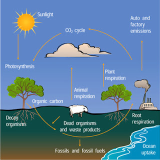 Carbon Cycle