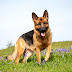 German Shepherd Dog Breed Information and Personality Traits