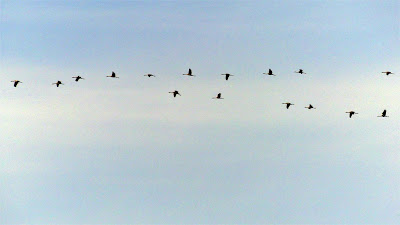 Kraniche auf dem Weg nach Westen