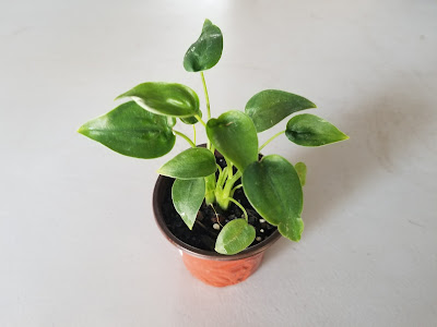 Alocasia Tiny Dancer plant care
