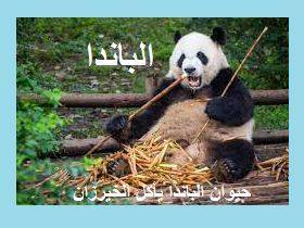 8 حقائق مدهشة عن الباندا Giant panda، الباندا يأكل الخيزران، دب الباندا