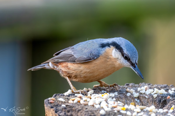 Nuthatch