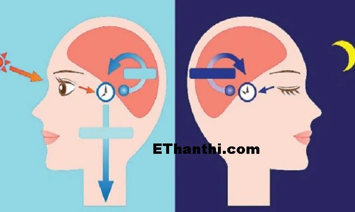 நினைவு இழப்பைத் தடுக்கும் தூக்க ஹோர்மோன் !