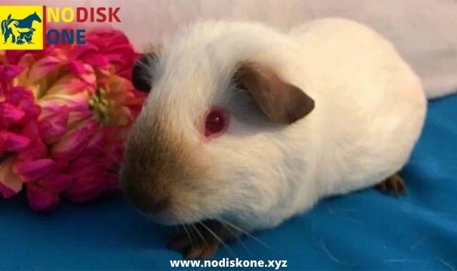 A Care Guide For A Special Breed: Himalayan Guinea Pig