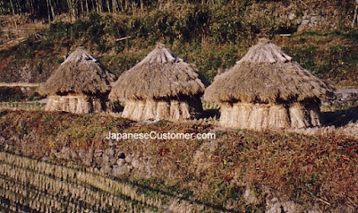 rice drying in japan #japanesecustomer